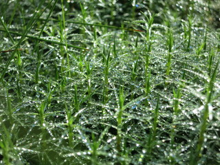 Роса в лесу