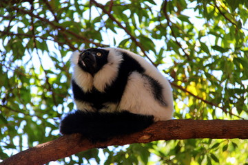 Black-and-white ruffed lemur