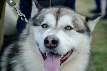 dog Alaskan Malamute