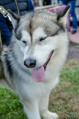 dog Alaskan Malamute