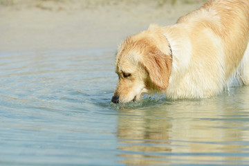dog golden retriever standing in the lake and drinking water