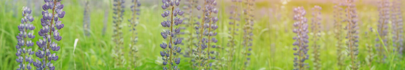 Panorama of a summer fields, selective focus on left side.
