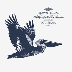 Пеликан, птица, животные Северной Америки, символ штата Луизиана