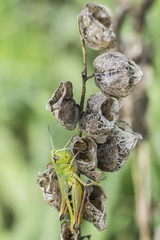 Vertrocknete Lampionblume mit grünem Grashüpfer 