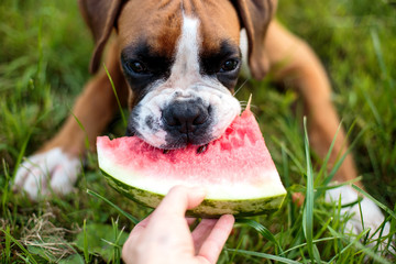 a dog with a watermelon