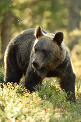 Obraz na płótnie Canvas brown bear (ursus arctos) in forest