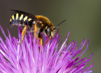Macrophotographie d'insecte: abeille