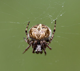 Macrophotographie d'une araignée: Epeire de velours (Agalenatea redii)