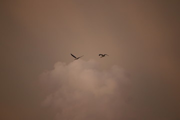 Ibis at Sunset