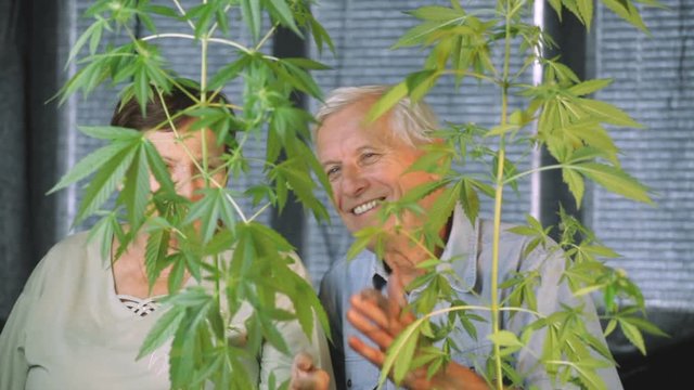 Funny senior couple with Cannabis plants having fun indoors.