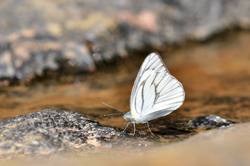 White Butterfly