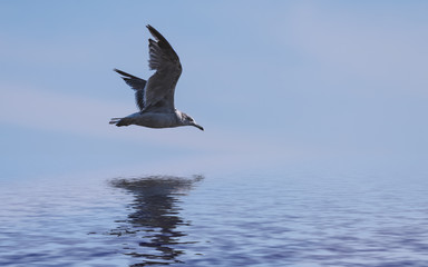 Flying seagull reflected in water.
