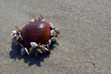Insolite des plages
