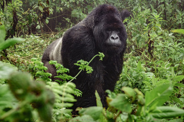 Silverback mountain gorilla in the misty forest