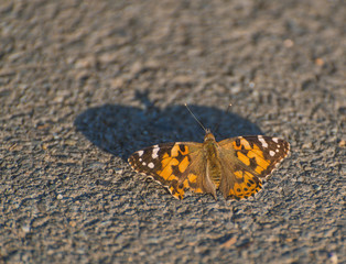 Fototapeta na wymiar Monarch Butterfly sitting at asphalt.