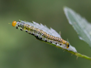 Macrophotographie d'insecte:  Fausse-chenille (Larve de Arge pagana)