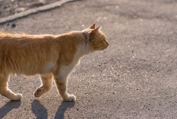 Stray red cat on the road. Selected focus with depth of field.