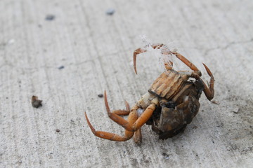 Crab on the quay