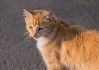 Stray red cat on the road. Selected focus with depth of field.