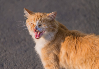 Stray red cat on the road. Selected focus with depth of field.