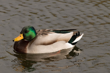 Male Duck