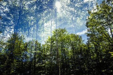 Fototapeta premium Baumwipfelpfad / tree top path ecosystem