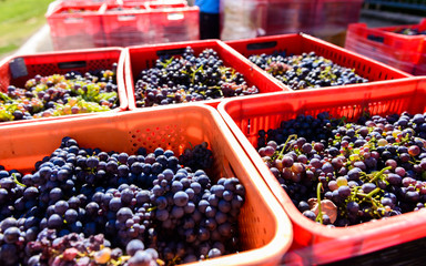 Cassette di uva, fuoco selettivo