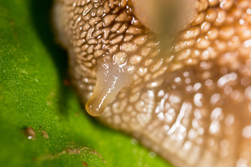 detail of a snail in nature. super macro
