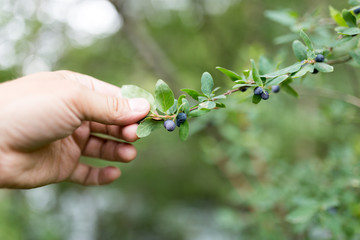 blue berries in nature