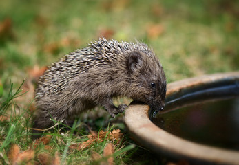 Kleiner Baby Igel trinkt im Garten aus einer Wasserschale Wasser.
