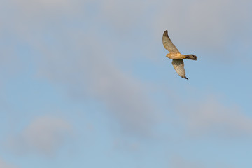 Common Kestrel against a Pastel Colored sky