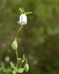 beautiful white flower in nature
