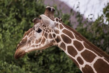 giraffe in aberdare, Kenya