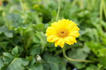 flower cute