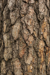 Naklejka premium Tree bark