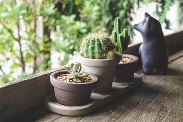 Small cactus pots by the edge of window - retro filter effect