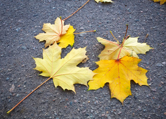 Yellow autumn maple leaves on the pavement