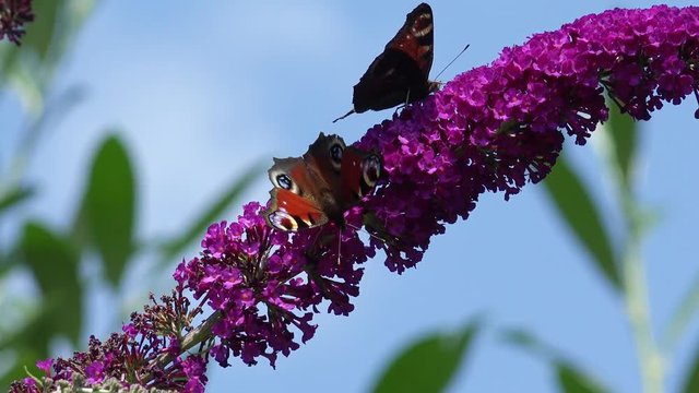 Butterfly European Peacock on purple Flower in the nature