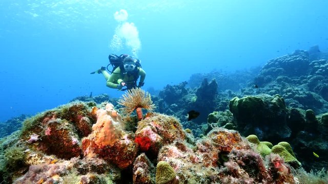 Unterwasser - Riff - Röhrenwurm - Schwamm - Taucher - Tauchen - Curacao - Karibik - 4K