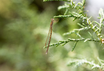 dragonfly in nature. macro