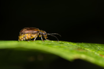 Viburnum beetle (Pyrrhalta viburni) gravid female. Garden pest in the family Chrysomelidae, ready to lay eggs on guelder rose (Viburnum opulus) in British woodland
