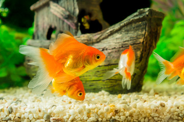 Goldfish in aquarium with green plants