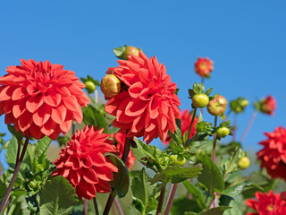 Dahlien, Dahlias