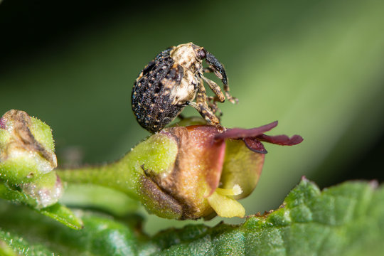 Figwort weevil (Cionus scrophulariae) on flower of foodplant. Small beetle in the family Curculionidae feeding on common figwort (Scrophularia nodosa)