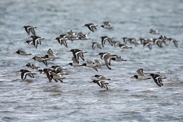 Eurasian Oystercatcher, Oystercatcher, Haematopus ostralegus