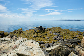 Fototapeta na wymiar Rocky coast in Maine with algae and the ocean
