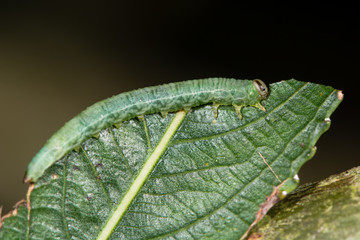 Sawfly larva feeding on willow (Salix sp.). Caterpillar of Hymenopteran insect in suborder Symphyta...