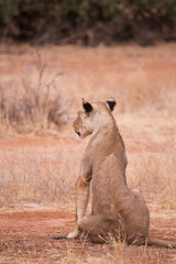 back lioness in Samburu National Park in Kenya