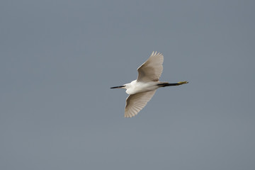 Little Egret, Egretta Garzetta