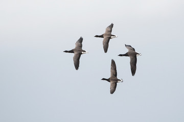 Brent Goose, Branta bernicla
